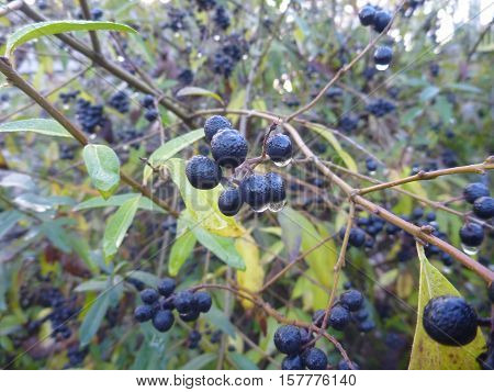 Detail Of Branch With Black Berry