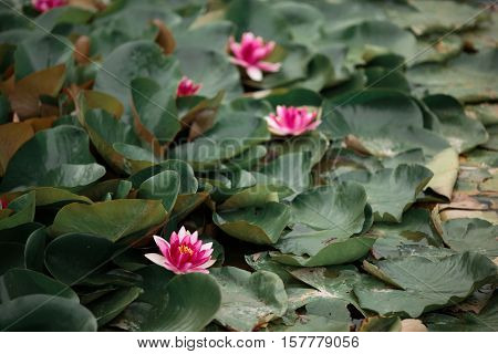 Red lily flowers growing in the wild lake.
