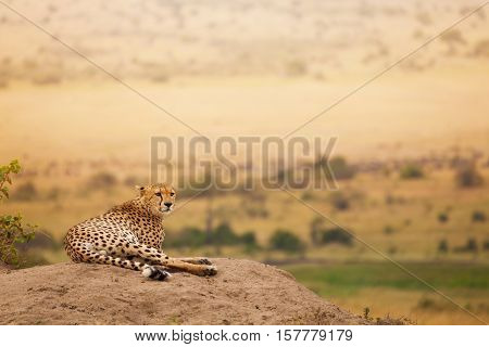 Portrait of adult African cheetah laying on the hill at Masai Mara National Reserve