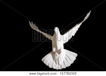 Peace dove flying isolated on black, delivery of letters, a symbol of peace, a symbol of purity