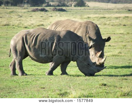 Herr und Frau rhino
