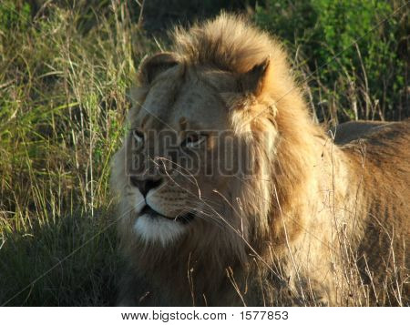 Majestic