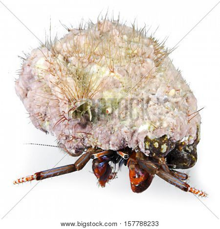 Hermit crab, Clibanarius erythropus, Kemer, Antalya Region, Mediterranean Sea, Turkey, isolated on white background.