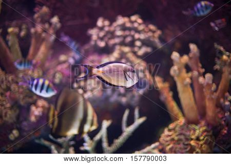 Undersea world coral reef with exotic fishes