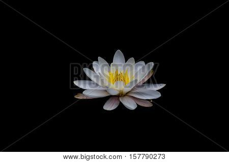 White blossom of nymphaea alba flower with black background