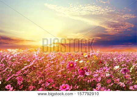 Landscape nature background of beautiful pink and red cosmos flower field with sunset. vintage color tone