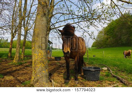 a brown iceland horse standing on the pasture.