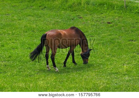 a brown horse standing on the pasture and green medow