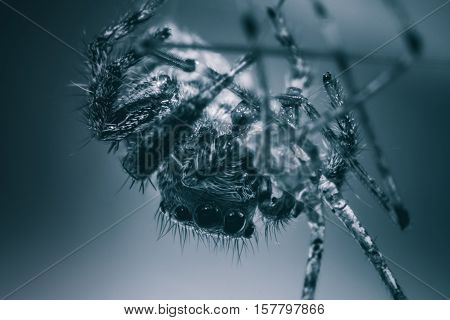 Macro view of spider dramatic tone concept Halloween