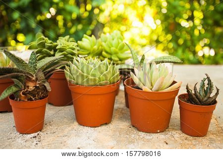 Excellent  group of various succulents in pots. Garden decoration for the soul