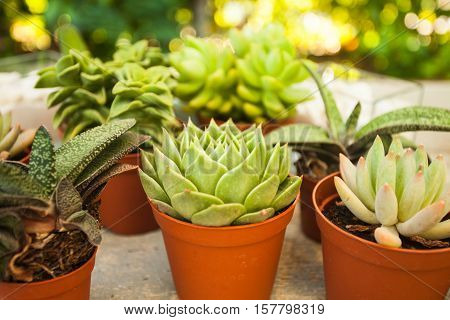 Excellent  group of various succulents in pots. Garden decoration for the soul