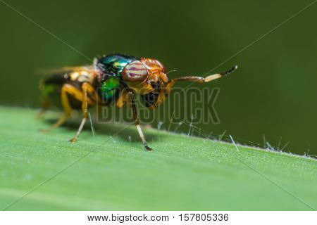 Close up a fly tabanus (Hybornitra tarandina) soft focus macro view
