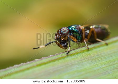 Close up a fly tabanus (Hybornitra tarandina) soft focus macro view