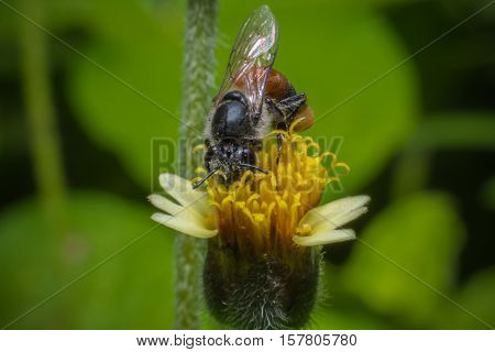 Honey Bees Pollinating Clover on yellow flower Macro view