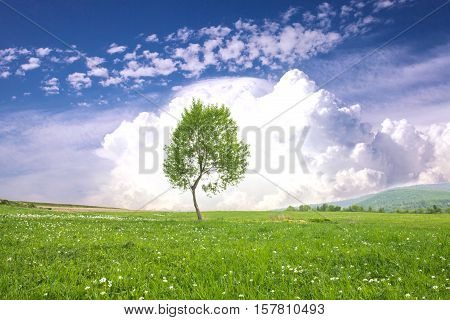 Lonely one tree over big clouds on a blue sky. Tranquil landscape