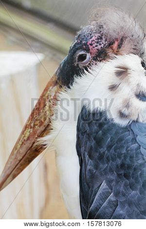 Marabou bird or adjutant-bird close up portrait animal photo