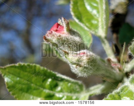 Gelişen elma Bud