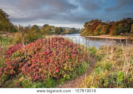 Autumn on River Tyne, which is formed when the Rivers North and South Tynes converge near Warden, in Northumberland. Also known as The Meeting of the Waters
