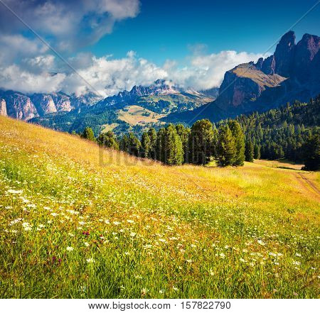 Field Of Blooming Chamomile Flowers In Dolomite Alps. Piz Boe Mountain Range In Morning Mist. Plan D