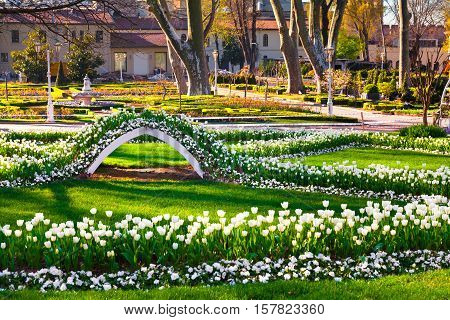 Marvellous White Tulips In The Gulhane (rosehouse) Park, Istanbul. Beautiful Outdoor Scenery In Turk