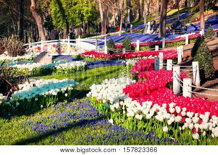 Marvellous Pink Tulips In The Gulhane (rosehouse) Park, Istanbul. Beautiful Outdoor Scenery In Turke
