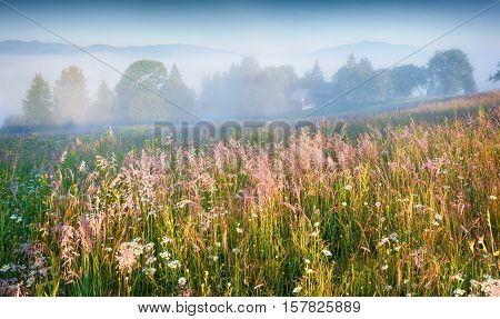 Sunny Summer Morning In The Foggy Mountain Village