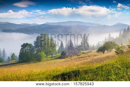 Sunny Summer Mourning In The Foggy Mountains
