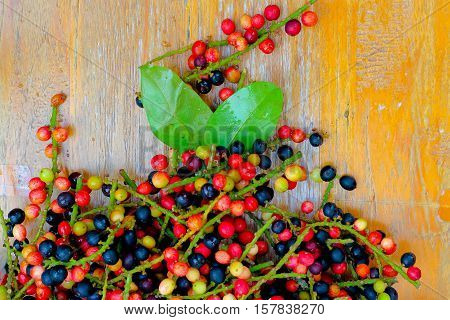 Antidesma puncticulatum Miq.Mamao (thai name) Thailand fruit with medicinal properties. known as Mao Luang is a species of plant in the Phyllanthaceae family. It was early classified as a genus within family Euphorbiaceae but later moved into family Phyll
