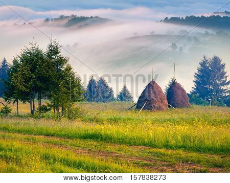 Haymaking In A Carpathian Village.