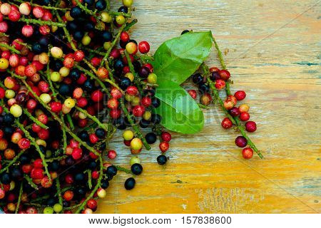 Antidesma puncticulatum Miq.Mamao (thai name) Thailand fruit with medicinal properties. known as Mao Luang is a species of plant in the Phyllanthaceae family. It was early classified as a genus within family Euphorbiaceae but later moved into family Phyll