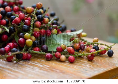 antidesma puncticulatum Miq.Mamao (thai name) Thailand fruit with medicinal properties. known as Mao Luang is a species of plant in the Phyllanthaceae family. It was early classified as a genus within family Euphorbiaceae but later moved into family Phyll