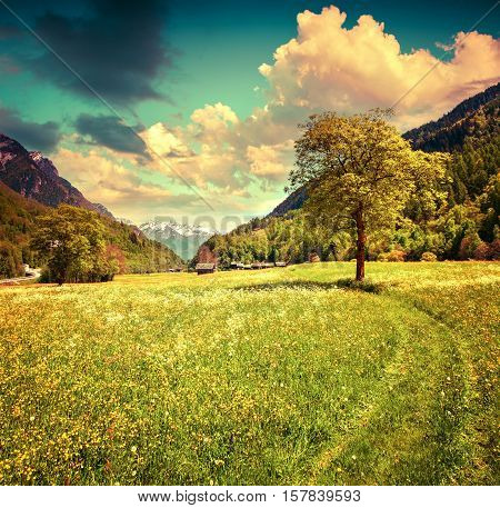 Alpine Meadows Near The Village Of Bondo. Alps, Switzerland.