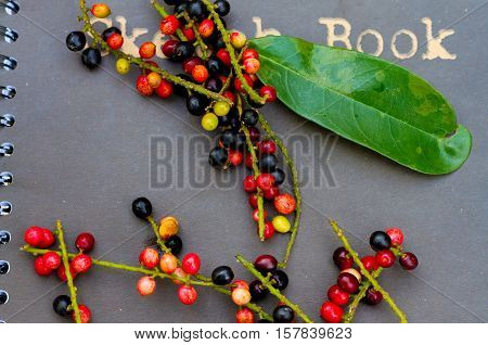 antidesma puncticulatum Miq. on book background .