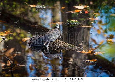 A painted turtle basking in the sunlight in this stream in Smithville Park in NJ.