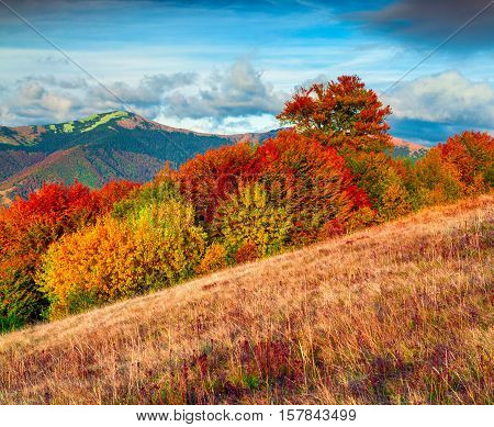 Colorfull Autumn Morning In The Carpathian Mountains