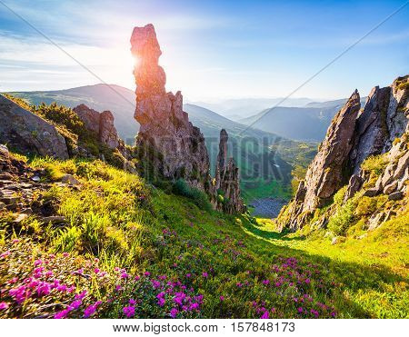 Colorful Summer Morning In The Carpathian Mountains