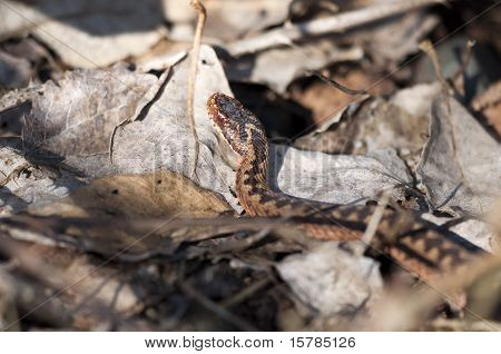 Adder - żmija zygzakowata