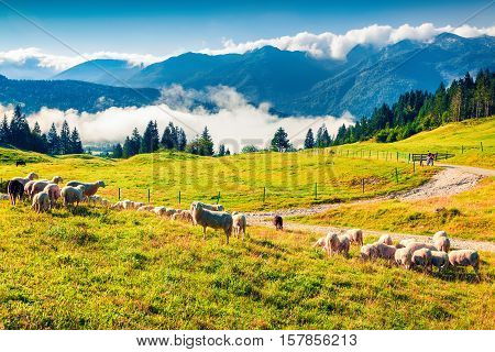 Sheep on alpine pasture in sunny summer day. Foggy morning scene in Triglav National Park Juliann Alps Slovenia Europe.