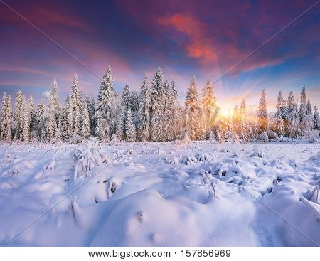 Colorful Winter Sunrise In The Mountain Forest.