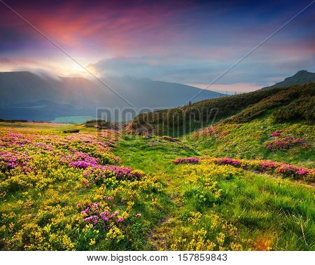 Natural Summer Scene In Carpathian Mountains
