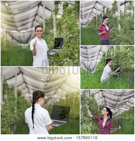 Agronomist In Orchard