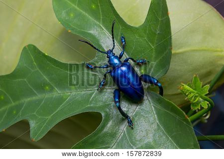 Frog Legged Leaf Beetle (sagra Buqueti)