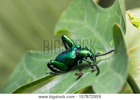 Frog Legged Leaf Beetle (sagra Buqueti)