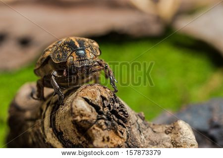 Cockchafer Beetle ( Polyphylla Tonkinensis), Beetle