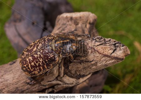 Cockchafer Beetle ( Polyphylla Tonkinensis), Beetle
