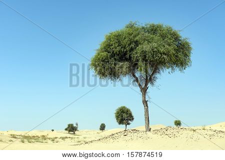 Ghaf tree in desert landscape with blue sky