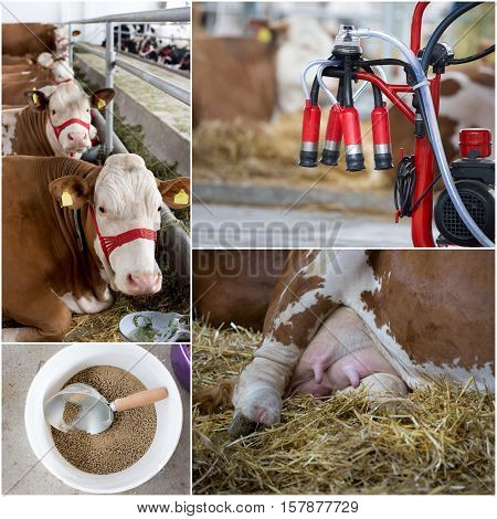 Dairy Industry Collage