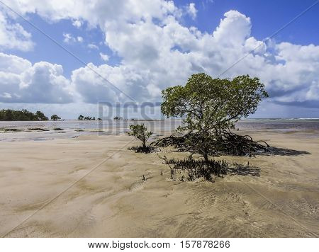 Morro de São Paulo laidback beach with a lonely mangrove tree.