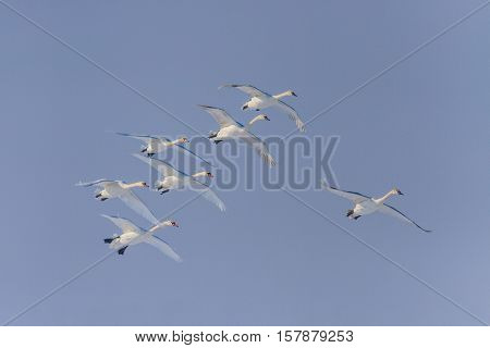 Whooper Swan (Cygnus cygnus) in flight. Location: Comana Natural Park Romania.