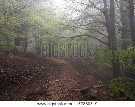 Path in a beech forest. National Park of the Montseny in Catalonia